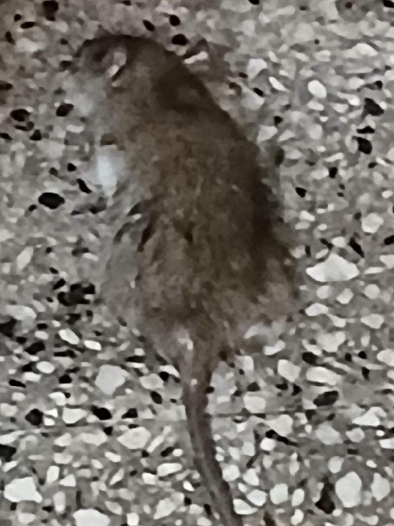 Vergüenza en Quilmes, instalan un basural al lado de un colegio 