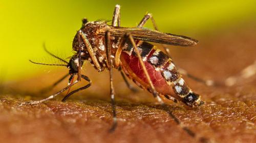 El martirio de tener dengue y las campañas que no funcionan