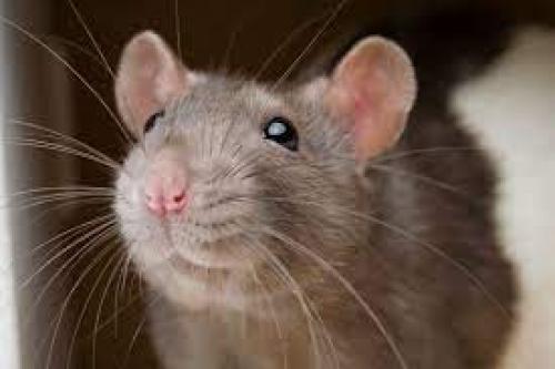Denunciaron la presencia de ratas en una escuela primaria de Almagro